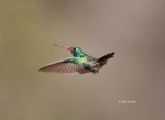 Animals-in-the-Wild;Broad-billed-Hummingbird;Cynanthus-latirostris;Flying-Bird;H